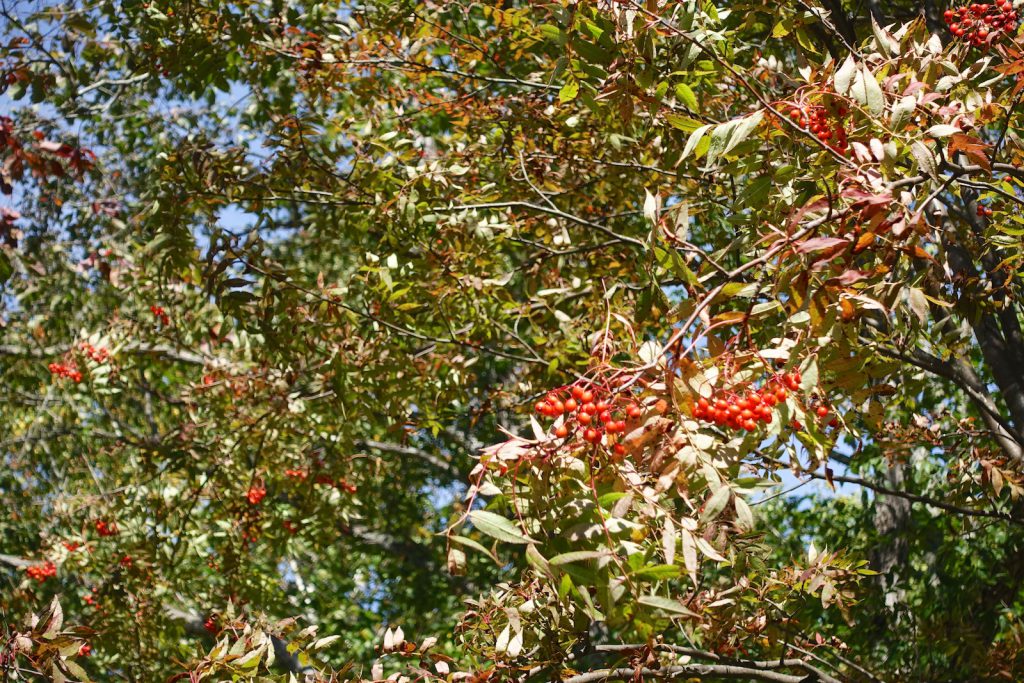 201609chimikeppu_149